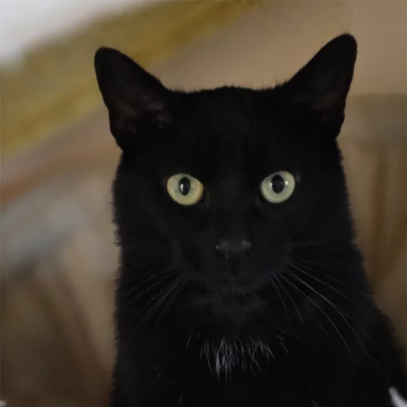 Donald Duck, male Mixed Breed Cat for adoption at Tierheim Hannover, Hannover