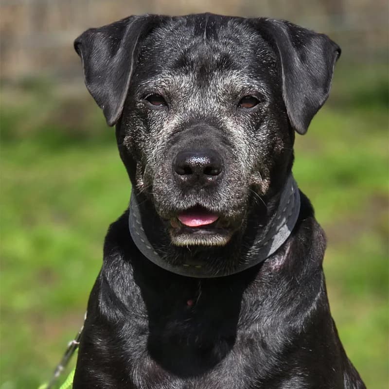 Hunde, Mixed Breed for adoption at Tierheim Hannover, Hannover