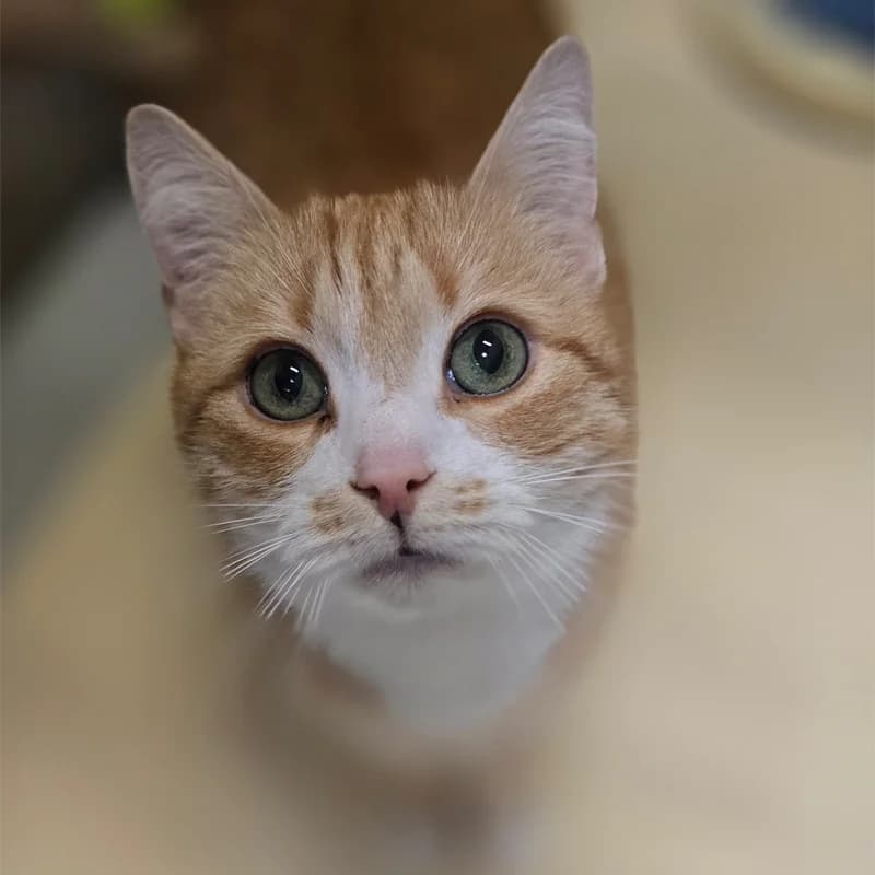 Simba, Mixed Breed Cat for adoption at NVO Happy Paws