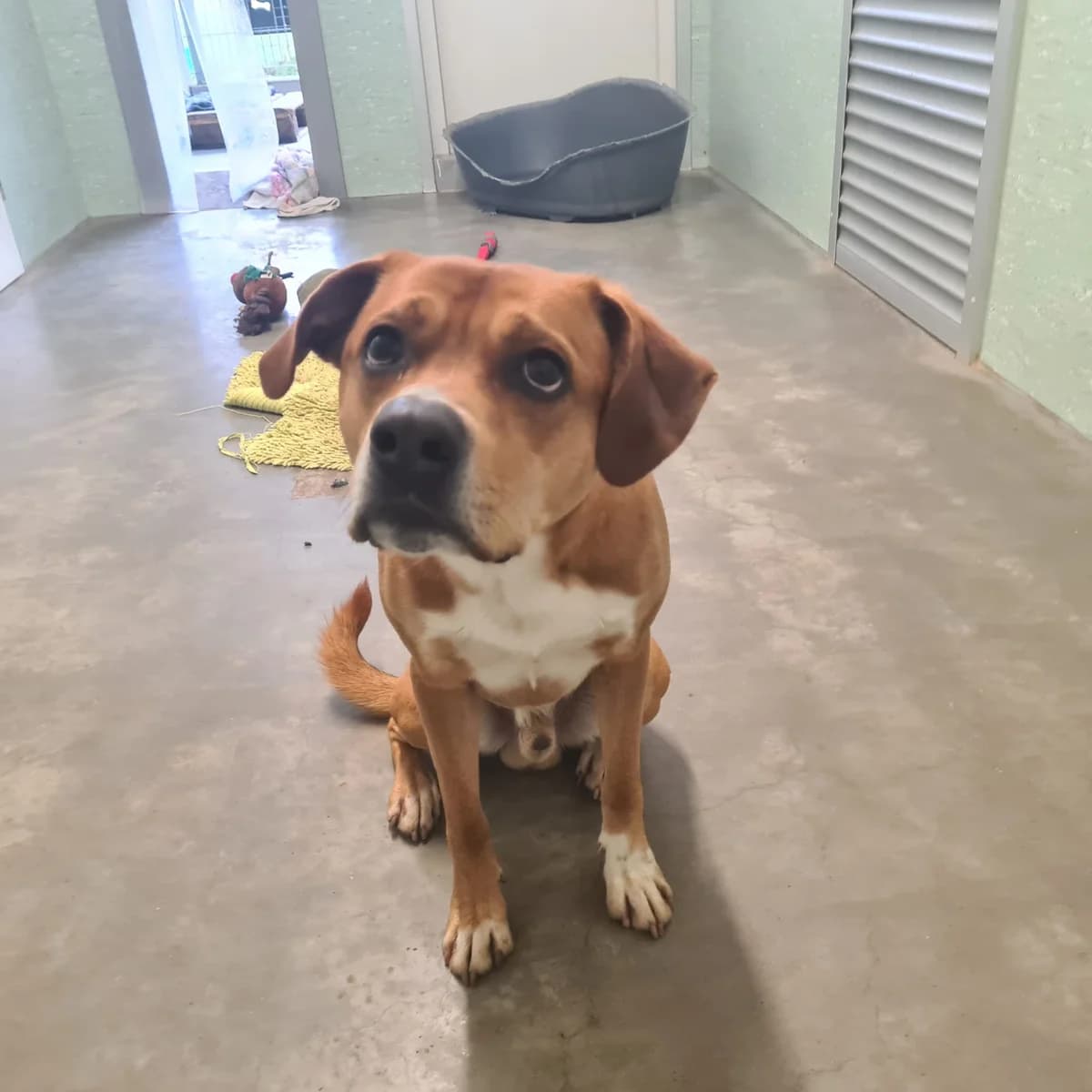 Bambam ***nicht freigegeben***, 4yo Mixed Breed for adoption at Tierheim Hassberge