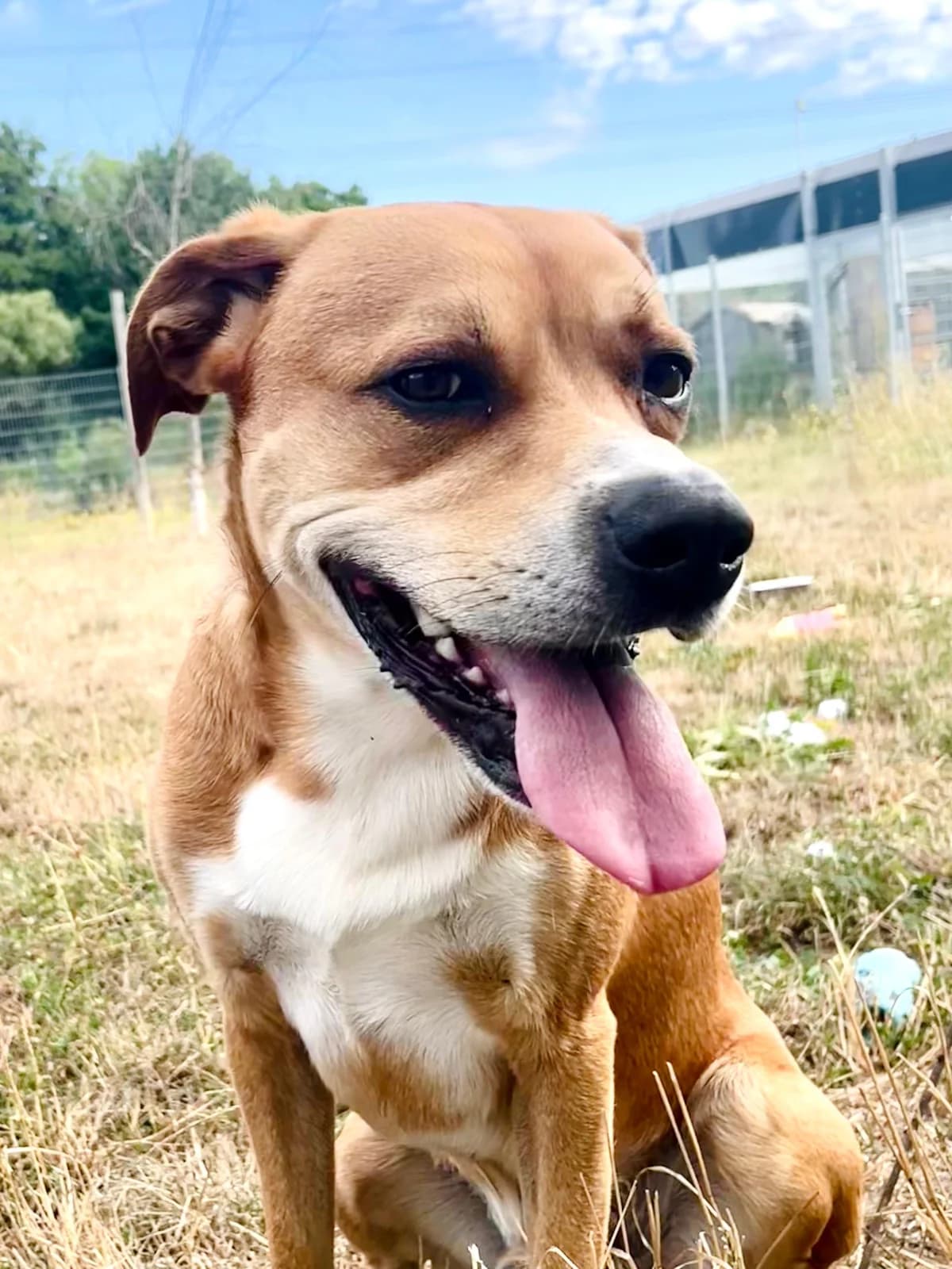 Bambam ***nicht freigegeben***, 4yo Mixed Breed for adoption at Tierheim Hassberge