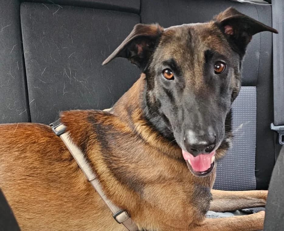 Kasper, male Mixed Breed for adoption at Tierheim Hassberge