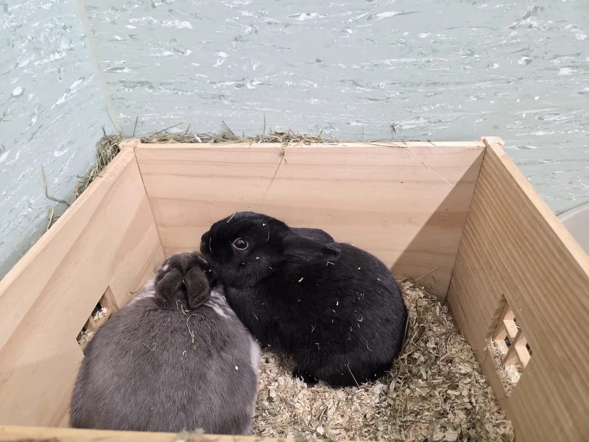 Mrs. und Mr. Miller ***reserviert***, grau Mixed Breed for adoption at Tierheim Hassberge