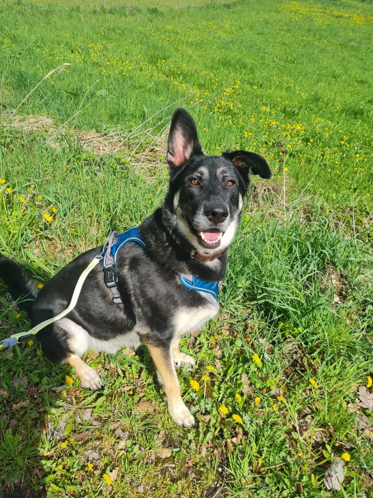 Bailey, male Mixed Breed for adoption at Tierheim Hassberge
