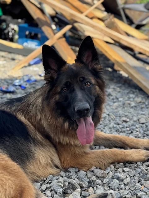 Nella ***reserviert***, female Mixed Breed for adoption at Tierheim Hassberge