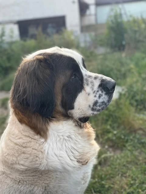 Molly ***reserviert***, female Mixed Breed for adoption at Tierheim Hassberge