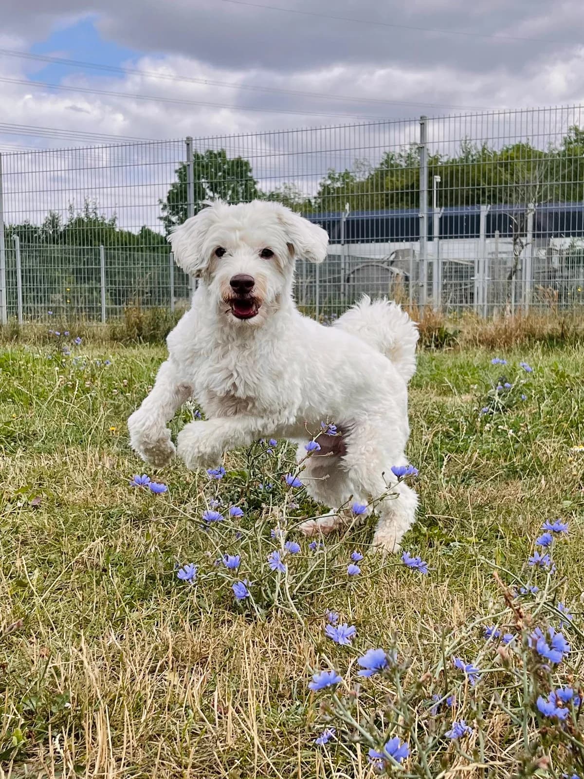 Boomi, male Mixed Breed for adoption at Tierheim Hassberge