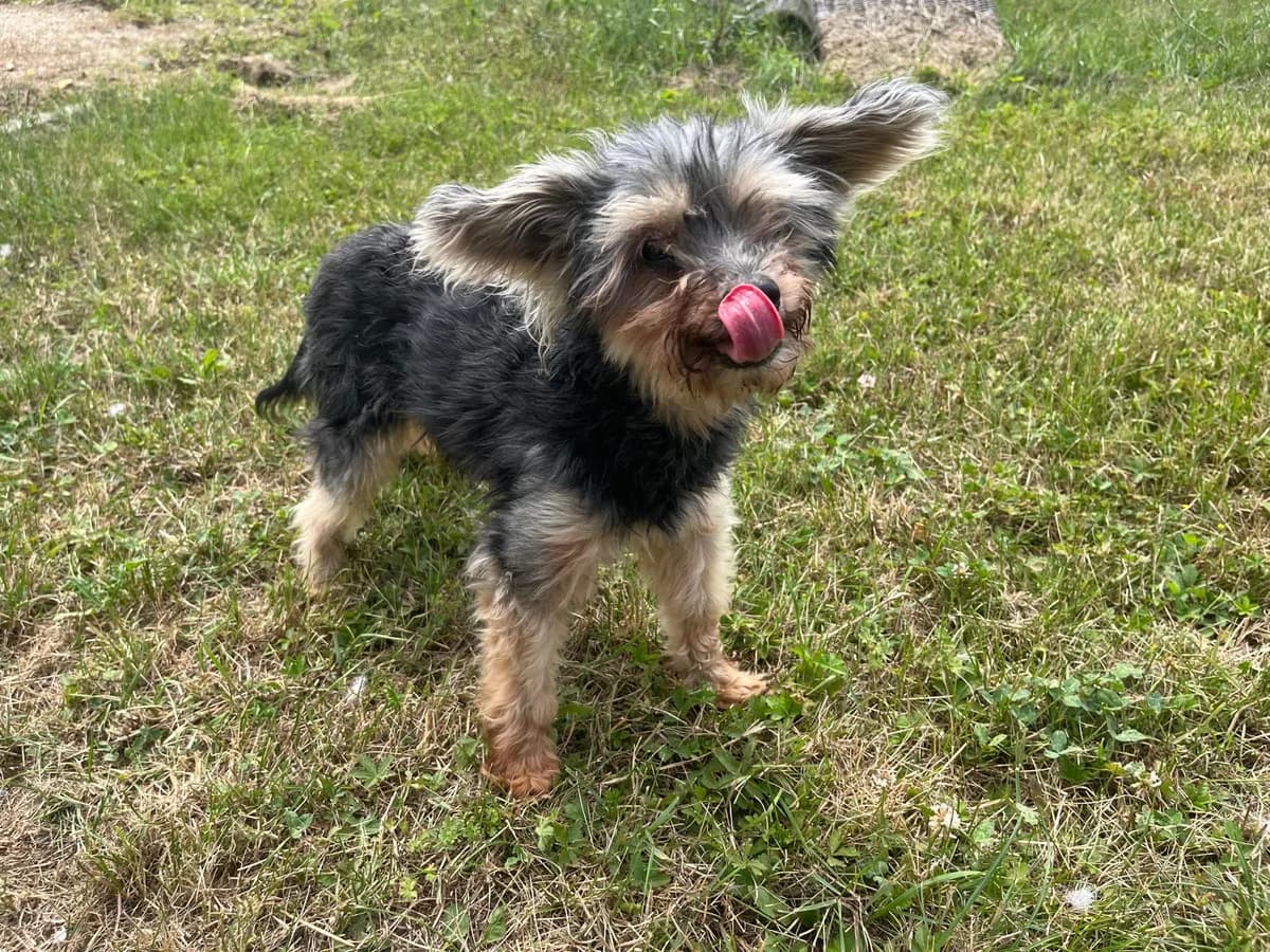 Freddi ***Beschreibung folgt in Kürze***, female Mixed Breed for adoption at Tierheim Hassberge