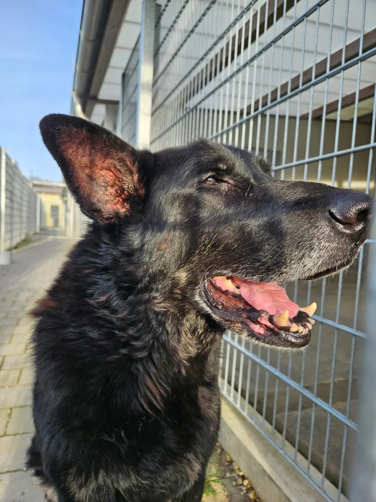 Aik, senior Mixed Breed for adoption at Tierheim Hassberge