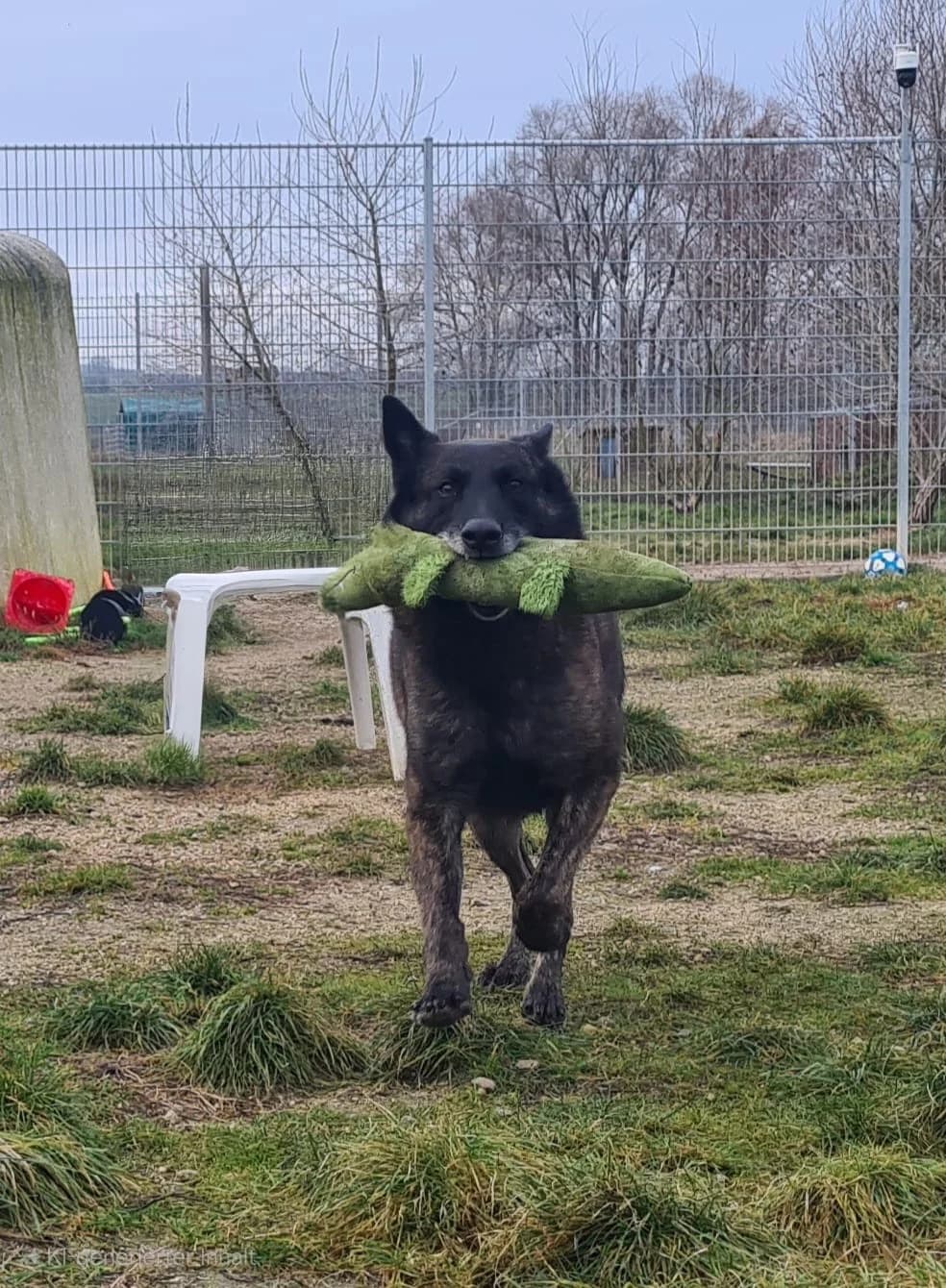 Siggi ***nicht zur Vermittlung freigegeben***, male senior Mixed Breed for adoption at Tierheim Hassberge