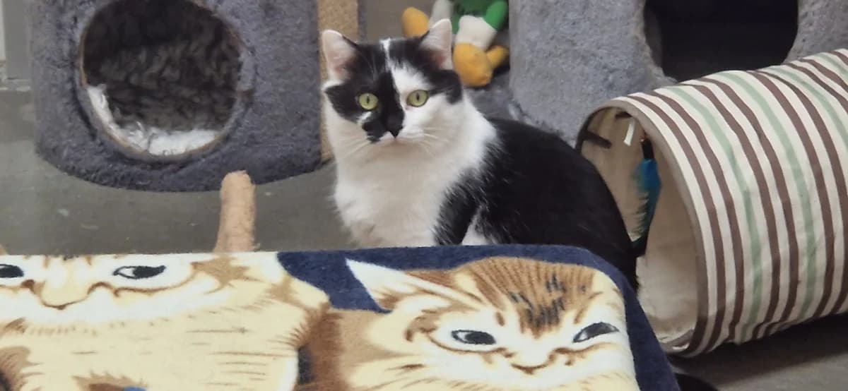 Theo ***Pate gesucht***, senior Mixed Breed for adoption at Tierheim Hassberge