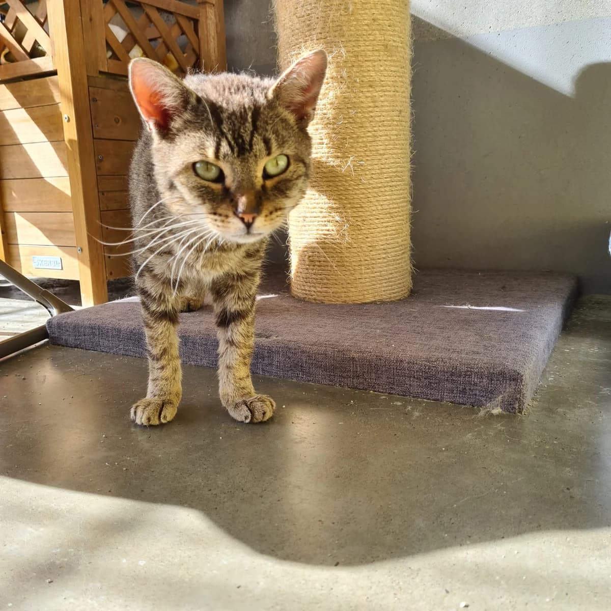 Wackel ***Pate gesucht***, senior Mixed Breed for adoption at Tierheim Hassberge