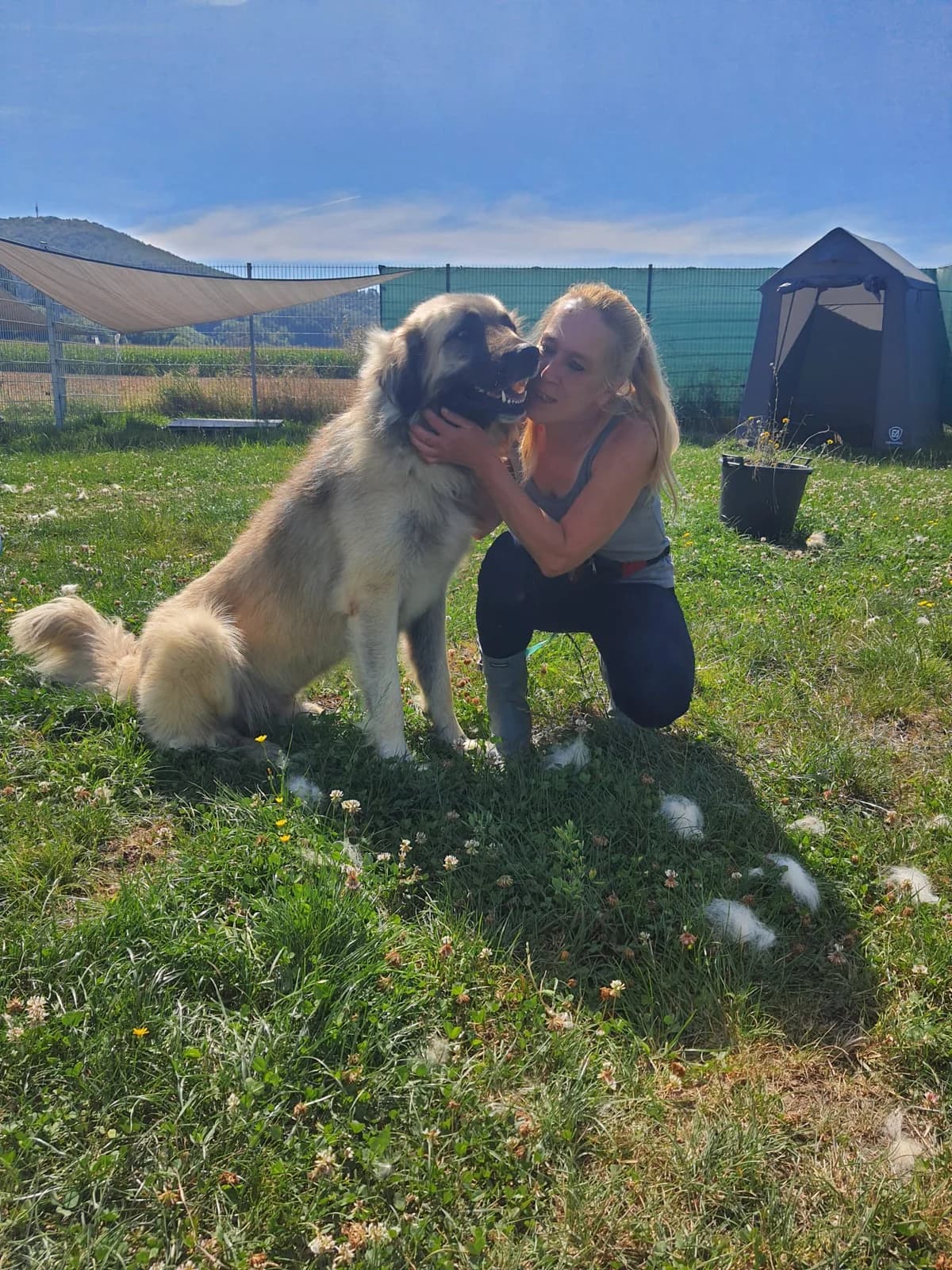 James, 4yo Mixed Breed for adoption at Tierheim Hassberge