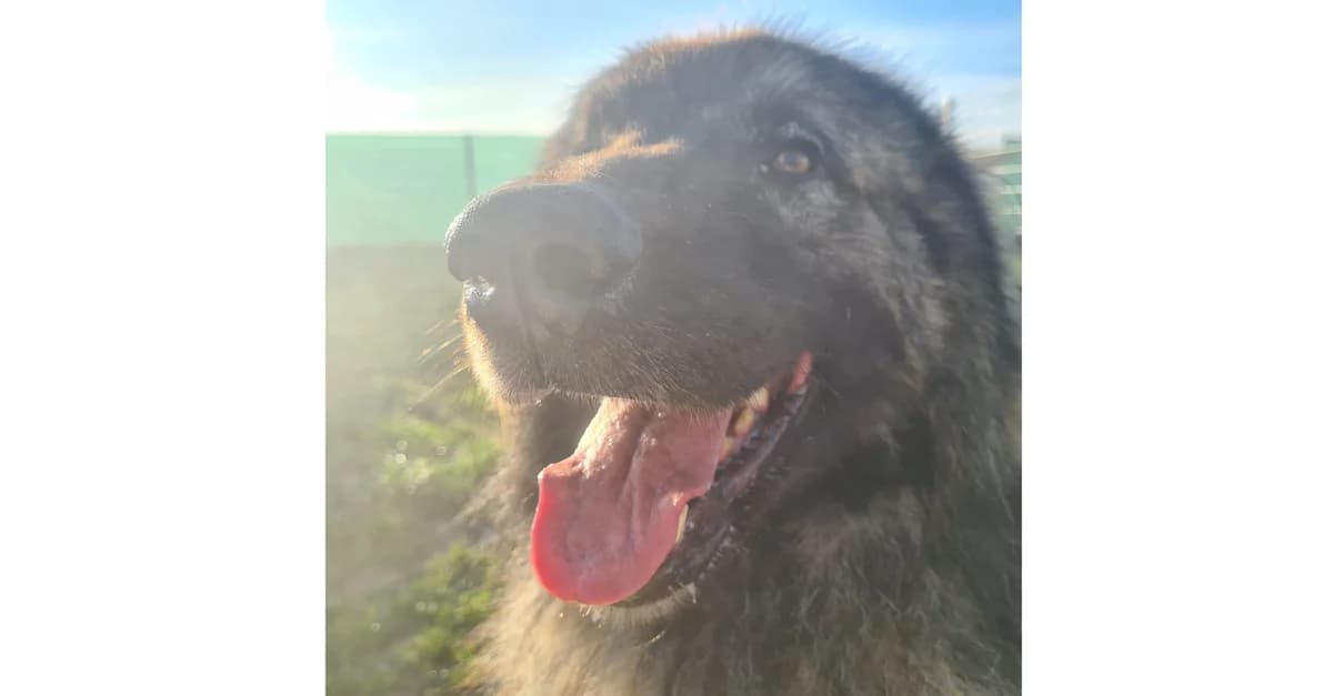 Kooper, senior Mixed Breed for adoption at Tierheim Hassberge