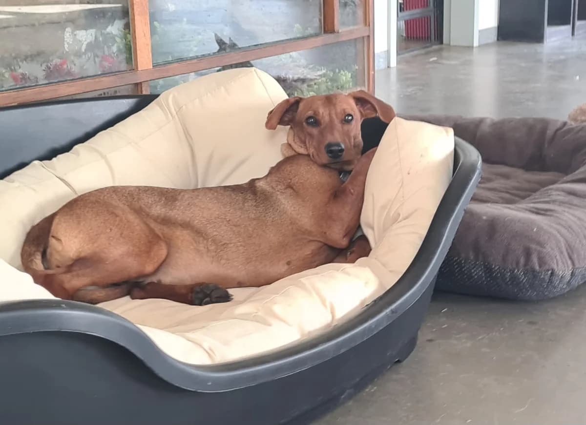 Lotte, 4yo Mixed Breed for adoption at Tierheim Hassberge
