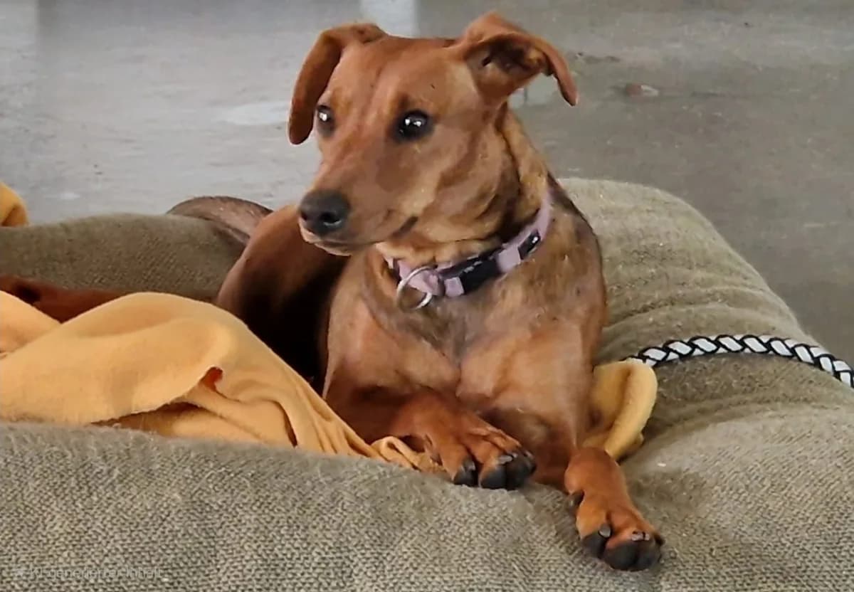 Motte, 5yo Mixed Breed for adoption at Tierheim Hassberge