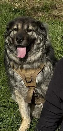 Chewie, male 6yo mixed breed for adoption at Tierheim Hauingen, Lörrach (Hau)