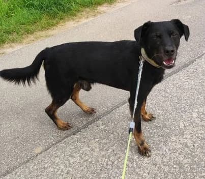 Chicco, male senior Mixed Breed for adoption at Tierheim Hauingen, Lörrach (Hau)