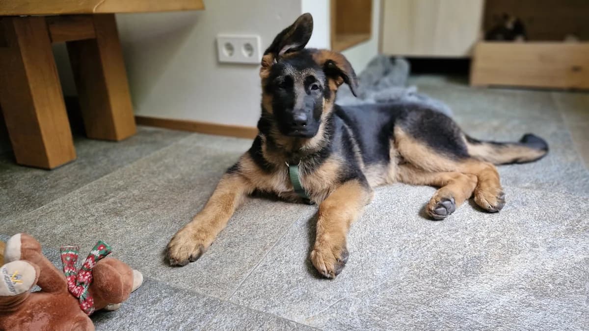 Finn, male German Shepherd for adoption at Tierheim Hauingen, Lörrach (Hau)