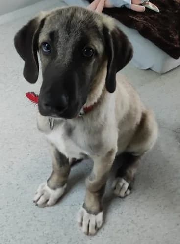Günni, male Kangal for adoption at Tierheim Hauingen, Lörrach (Hau)