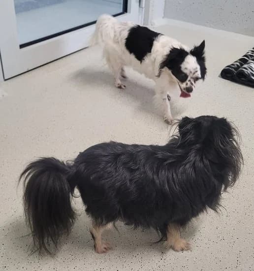 Happy & Lilli, 5yo Chihuahua for adoption at Tierheim Hauingen, Lörrach (Hau)