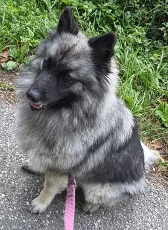 Luna, female Mixed Breed for adoption at Tierheim Hauingen, Lörrach (Hau)
