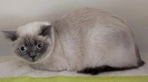 Melli & Mika, Birman for adoption at Tierheim Hauingen, Lörrach (Hau)