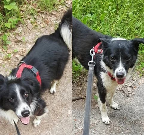 Pentagon & Popeye, senior Border Collie for adoption at Tierheim Hauingen, Lörrach (Hau)