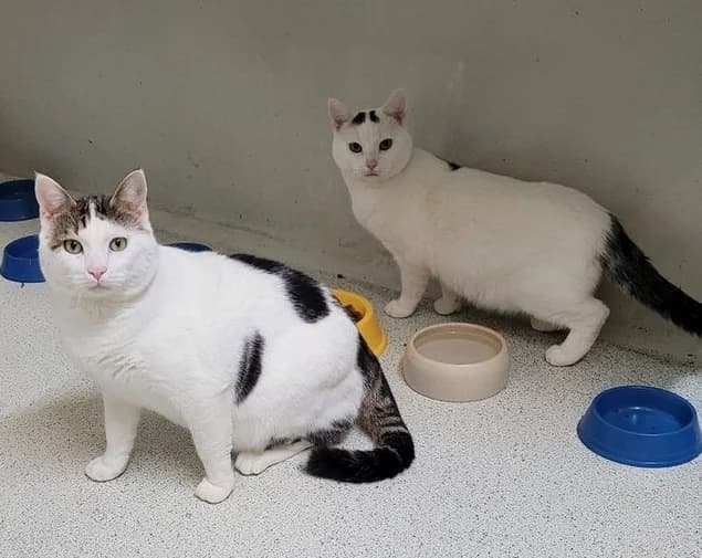 Wonka & Wilson, 4yo mixed breed for adoption at Tierheim Hauingen, Lörrach (Hau)