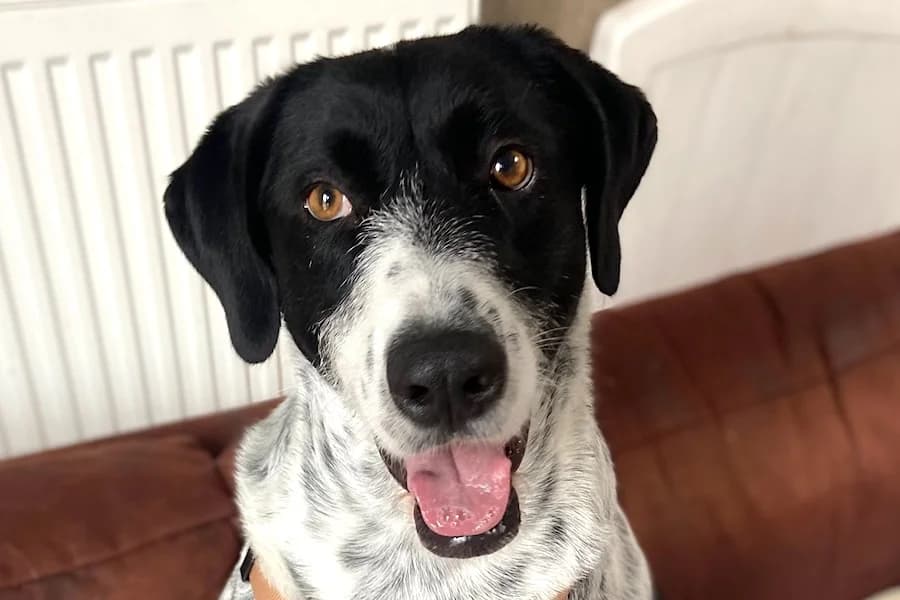 Mia, female 5yo mixed breed for adoption at Tierschutzverein Heilbronn, Heilbronn