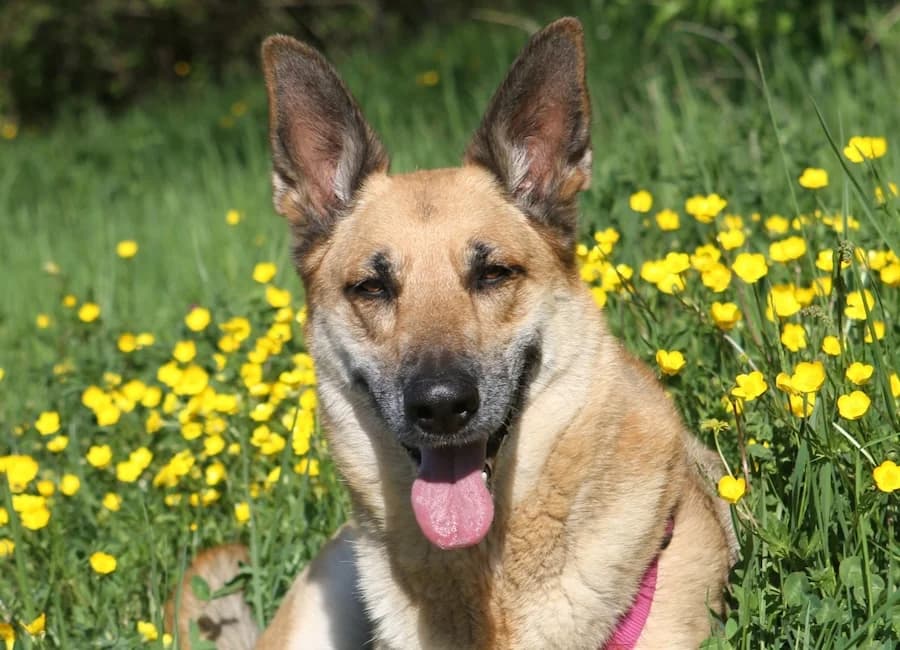 Alice, female 6yo Belgian Malinois for adoption at Tierschutzverein Heilbronn, Heilbronn