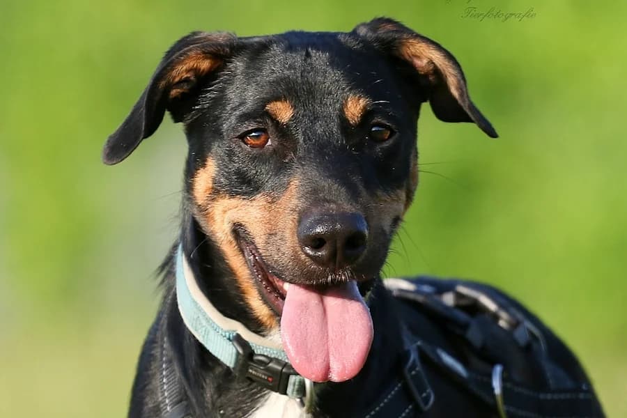 Rock, male 4yo Podenco for adoption at Tierschutzverein Heilbronn, Heilbronn
