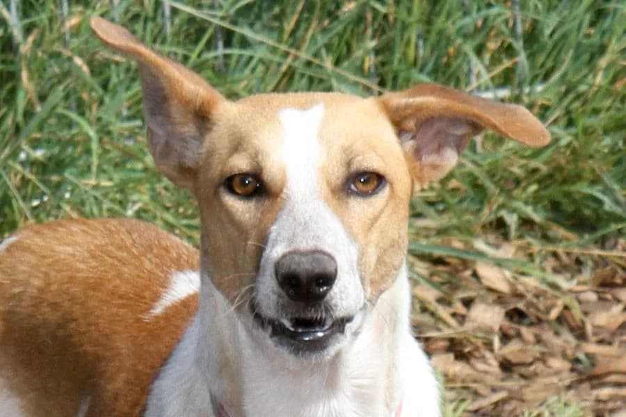 Mayla, female 3yo Mixed Breed for adoption at Tierschutzverein Heilbronn, Heilbronn