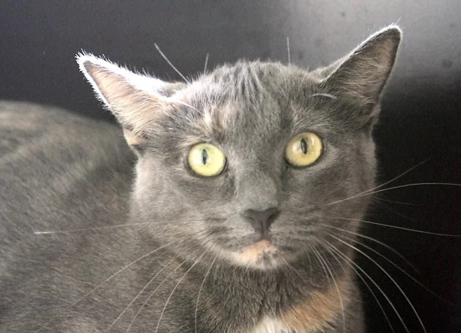 Ayuna, grau mit rot female 7yo mixed breed for adoption at Tierschutzverein Heilbronn, Heilbronn