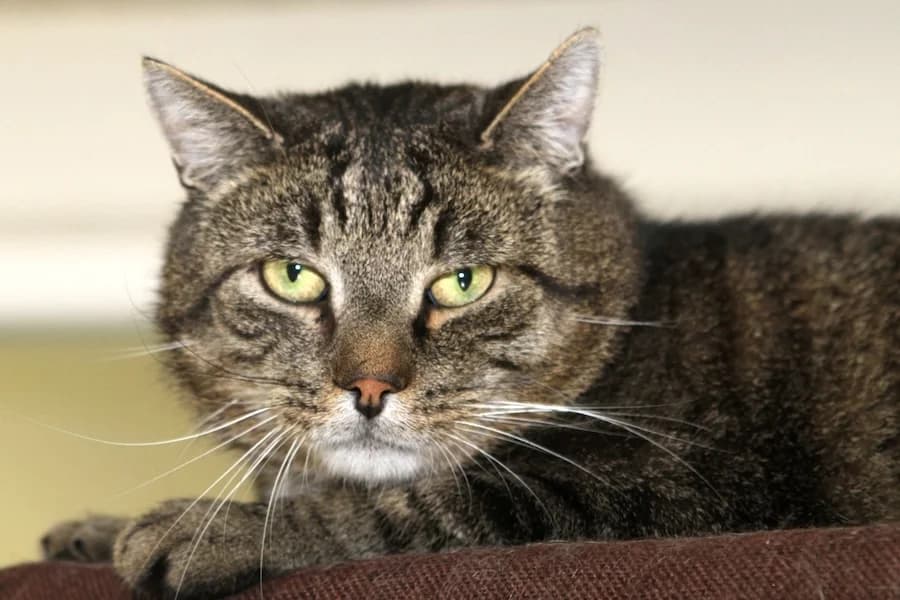 Chester, getigert male 6yo mixed breed for adoption at Tierschutzverein Heilbronn, Heilbronn
