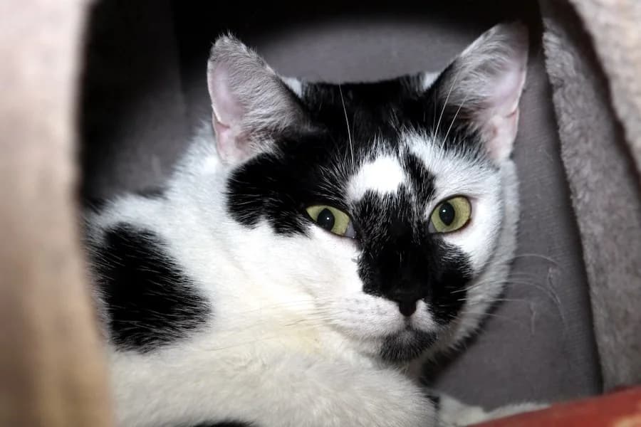 Bacardi, schwarz-weiß female 3yo mixed breed for adoption at Tierschutzverein Heilbronn, Heilbronn