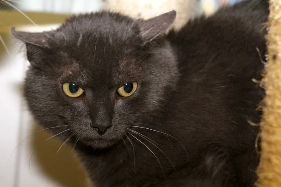 Cosmo, grau male young mixed breed for adoption at Tierschutzverein Heilbronn, Heilbronn