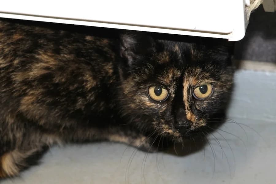 Franzi, schildpatt female young mixed breed for adoption at Tierschutzverein Heilbronn, Heilbronn