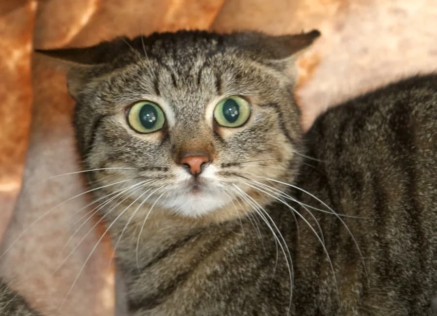 Wanja, getigert female young mixed breed for adoption at Tierschutzverein Heilbronn, Heilbronn