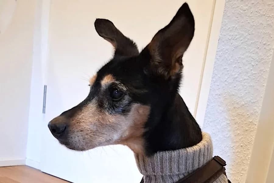 Fraya, female senior mixed breed for adoption at Tierschutzverein Heilbronn, Heilbronn