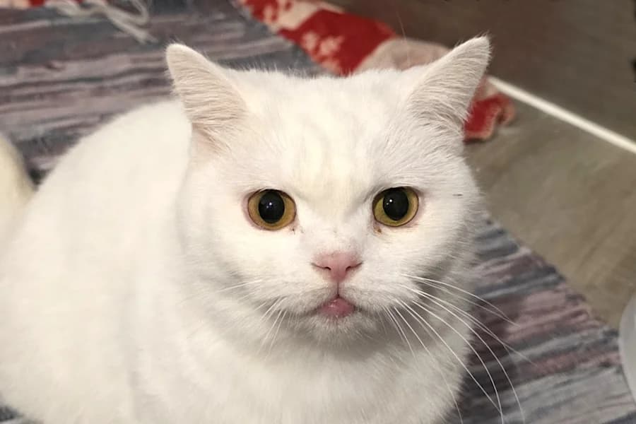 Coco, weiß female 5yo British Shorthair for adoption at Tierschutzverein Heilbronn, Heilbronn