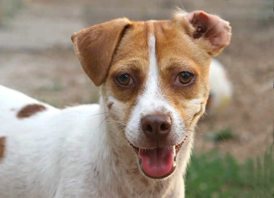 Snoopy, male young Mixed Breed for adoption at Tierschutzverein Heilbronn, Heilbronn