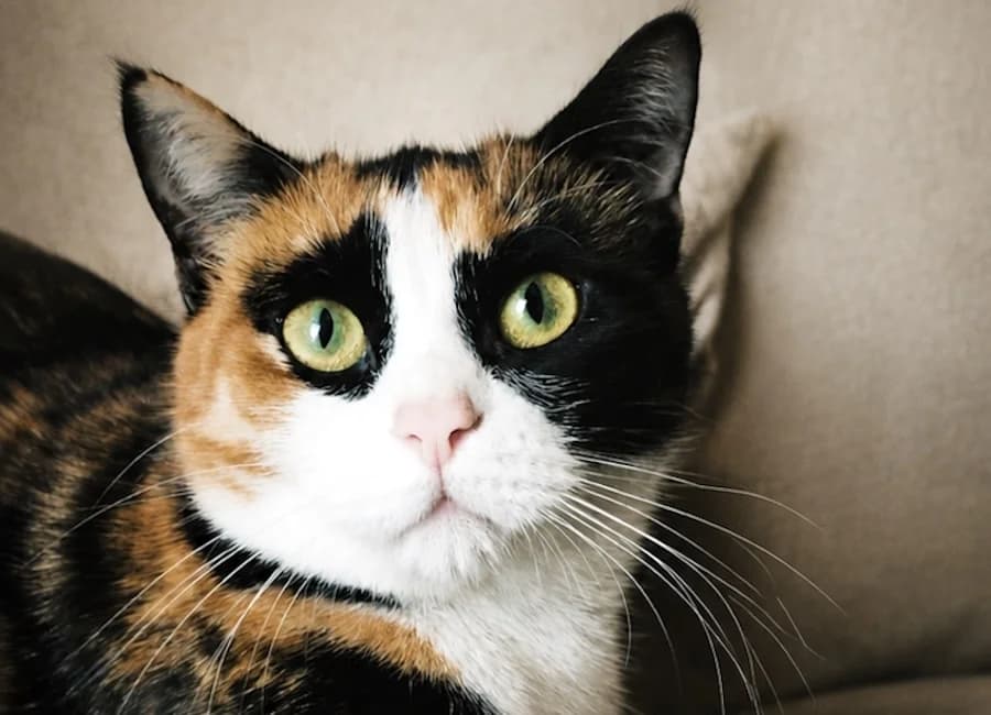 Schelly, tricolor female senior mixed breed for adoption at Tierschutzverein Heilbronn, Heilbronn