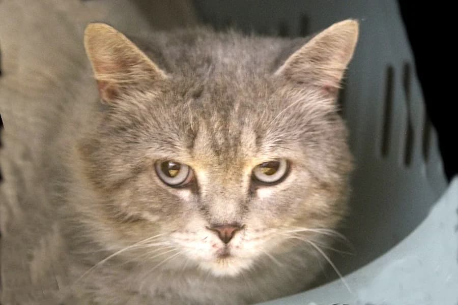 Anton, grau-getigert male puppy British Shorthair for adoption at Tierschutzverein Heilbronn, Heilbronn