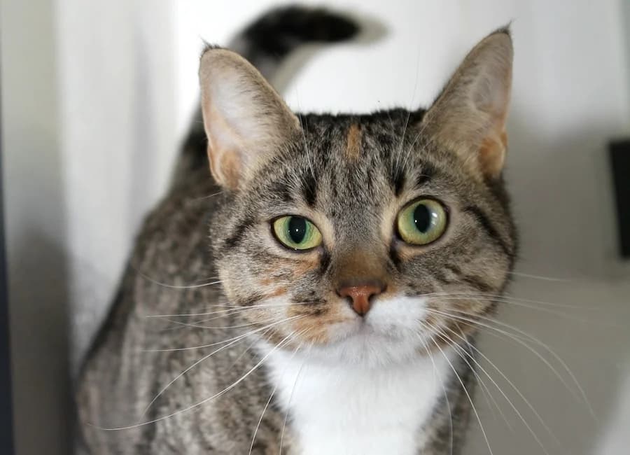 Nala, getigert-weiß mit rot female 3yo mixed breed for adoption at Tierschutzverein Heilbronn, Heilbronn