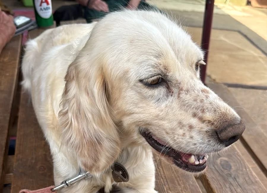Chionoula - hat Interessenten, female 4yo English Setter for adoption at Tierschutzverein Heilbronn, Heilbronn
