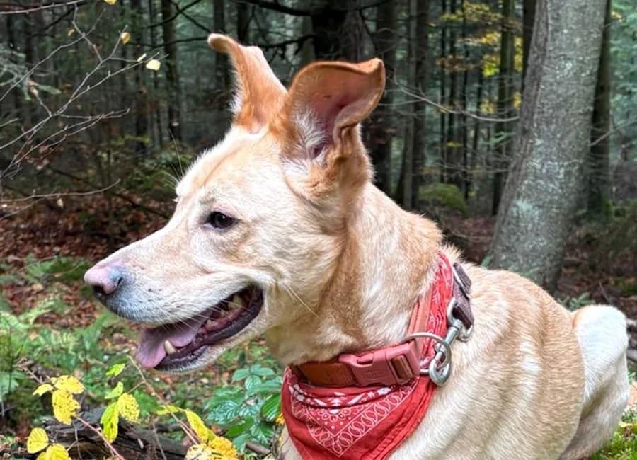 Bruno, male 5yo Mixed Breed for adoption at Tierschutzverein Heilbronn, Heilbronn