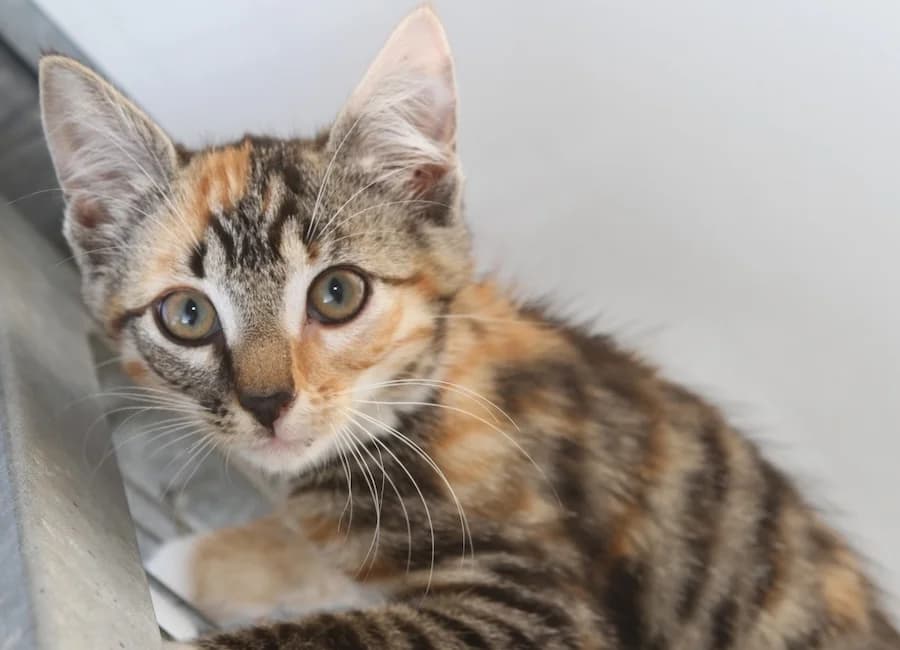 Fizzy &, getigert male puppy mixed breed for adoption at Tierschutzverein Heilbronn, Heilbronn