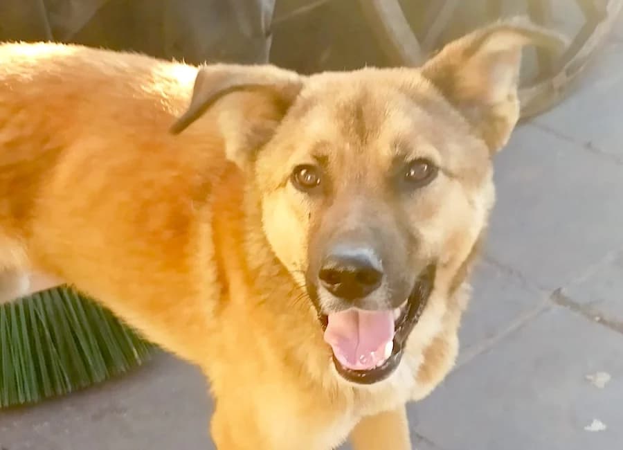 Memo, male young Mixed Breed for adoption at Tierschutzverein Heilbronn, Heilbronn
