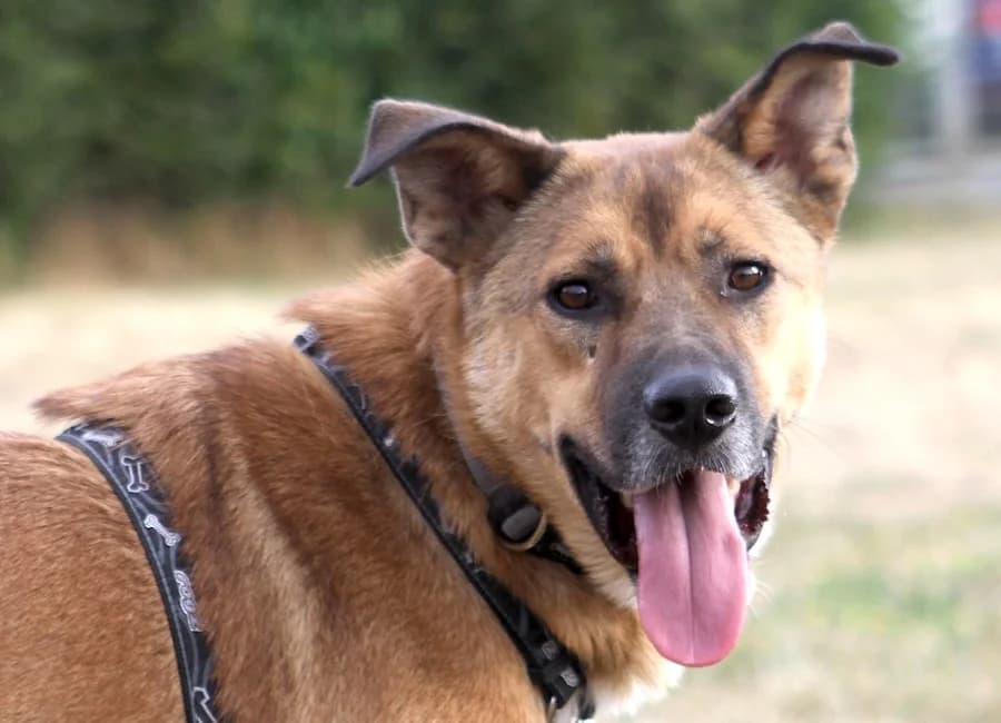 Memo, male young German Shepherd for adoption at Tierschutzverein Heilbronn, Heilbronn